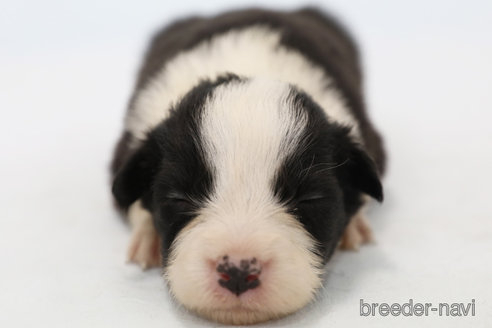 成約済の神奈川県のボーダーコリー-249534の4枚目